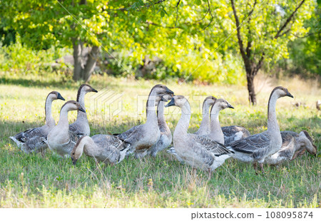 geese graze in the meadow geese graze in the meadow 108095874