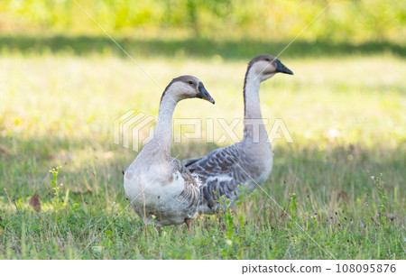 geese graze in the meadow geese graze in the meadow 108095876