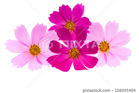 cosmos flowers isolated 108095904