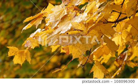 Yellow maple leaves sway in the wind. Golden Autumn in the Park 108096300