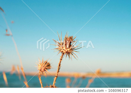 A closeup of dry thistles in Ayia Napa coast in Cyprus, blue sky and sea blurred background A closeup of dry thistles in Ayia Napa coast in Cyprus, blue sky and sea blurred background 108096317