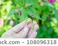 Himalayan balm seeds in hand close up photo. Policeman Helmet plant, Bobby Tops, Invasive asian plant species 108096318