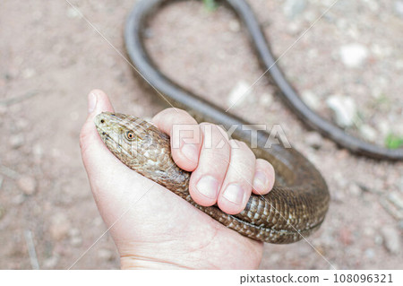 European legless lizard, Pseudopus apodus apodus, Sheltopusik. It's a non venomous reptile looks like a snake. Caught in Armenia European legless lizard, Pseudopus apodus apodus, Sheltopusik. It's a non venomous reptile looks like a snake. Caught in Armenia 108096321
