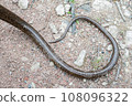 Tail of European legless lizard, Pseudopus apodus apodus, Sheltopusik. It's a non venomous reptile looks like a snake. Caught in Armenia 108096322