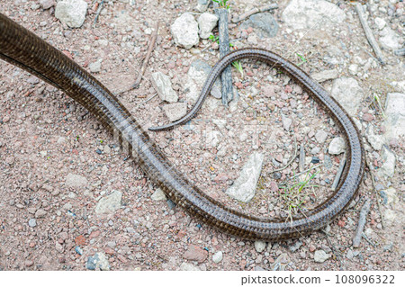 Tail of European legless lizard, Pseudopus apodus apodus, Sheltopusik. It's a non venomous reptile looks like a snake. Caught in Armenia Tail of European legless lizard, Pseudopus apodus apodus, Sheltopusik. It's a non venomous reptile looks like a snake. Caught in Armenia 108096322