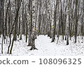 A Majestic Birch Grove Amidst the Snow 108096325