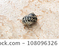Small cute hermit crab in Sharm ash Sheikh, Egypt. Cancer hermit close up 108096326