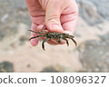 A small brown crab in hand on the Egypt beach, Sharm ash Sheikh 108096327