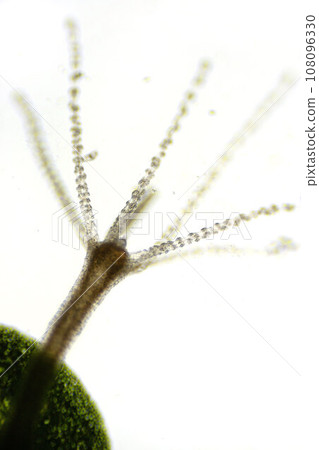 Hydra vulgaris under a light microscope, freshwater hydra taken from the pond 108096330