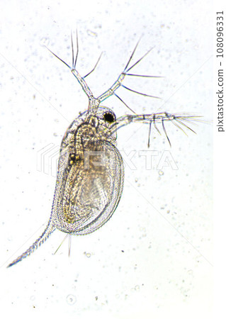 Zooplankton Water Flea Daphnia, microscopic image of crustacea 108096331