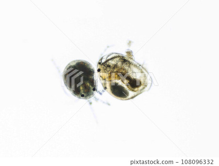 Water mite Hydrachnidia and Ostracod. Zooplankton, micro crustacean under the light microscope. Magnification of 100 times, microscope objective 10 Water mite Hydrachnidia and Ostracod. Zooplankton, micro crustacean under the light microscope. Magnification of 100 times, microscope objective 10 108096332