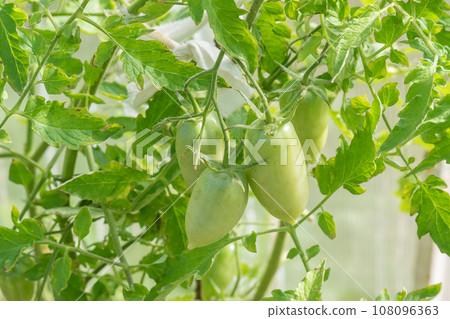 Unripe green tomatoes grown in a greenhouse. Gardening and agriculture. 108096363
