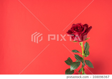 A red rose on a red background. Banner for Valentine's Day. A red rose on a red background. Banner for Valentine's Day. 108096367