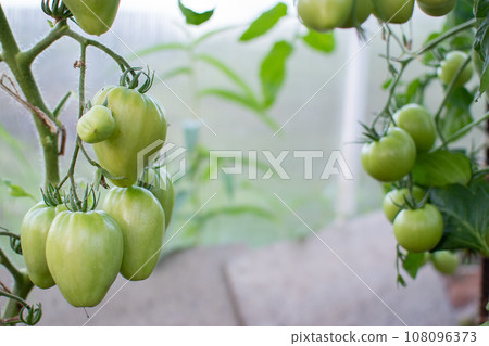 Unripe green tomatoes grown in a greenhouse. Gardening and agriculture. Unripe green tomatoes grown in a greenhouse. Gardening and agriculture. 108096373