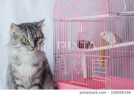 The cat is sitting near a pink cage with a wavy white parrot. The cat is sitting near a pink cage with a wavy white parrot. 108096386