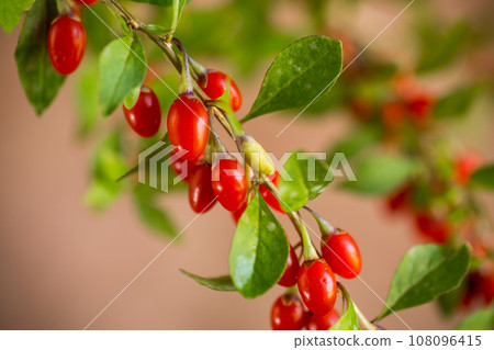 Branch with ripe red goji berry on brown background Branch with ripe red goji berry on brown background 108096415