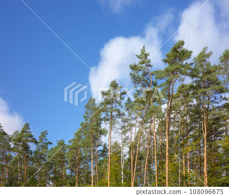 European pine trees against the sky. 108096675