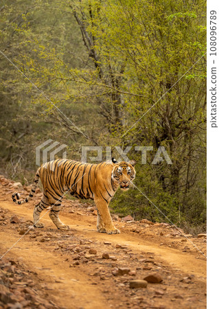 wild female bengal tiger or panthera tigris walking or crossing one of forest trail or road during territory marking in evening safari at ranthambore national park sawai madhopur rajasthan india asia wild female bengal tiger or panthera tigris walking or crossing one of forest trail or road during territory marking in evening safari at ranthambore national park sawai madhopur rajasthan india asia 108096789