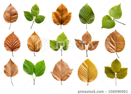Alder leaf vector set isolated on white background Alder leaf vector set isolated on white background 108096981