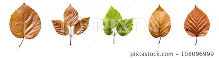 Alder leaf vector set isolated on white background 108096999