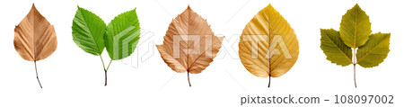 Alder leaf vector set isolated on white background 108097002