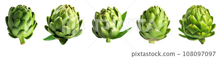 Artichoke vector set isolated on white background Artichoke vector set isolated on white background 108097097