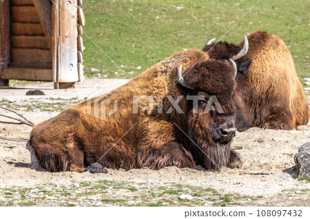 American buffalo known as bison, Bos bison in a german park American buffalo known as bison, Bos bison in a german park 108097432