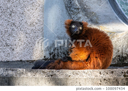 Beautiful red ruffed lemur, Varecia rubra in a german park Beautiful red ruffed lemur, Varecia rubra in a german park 108097434