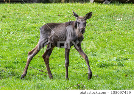 Baby of moose or elk, Alces alces is the largest extant species in the deer family. Baby of moose or elk, Alces alces is the largest extant species in the deer family. 108097439