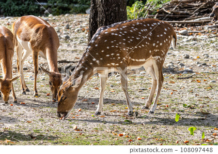 Chital or cheetal deer, Axis axis, also known as spotted deer or axis deer . 108097448