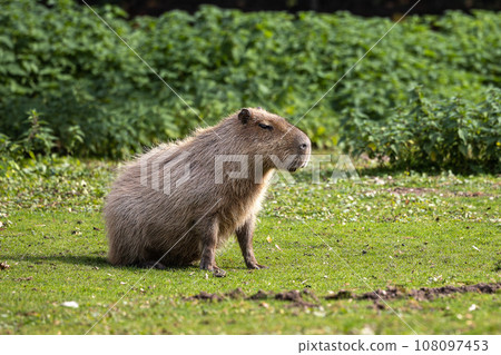 Capybara, Hydrochoerus hydrochaeris grazing on fresh green grass Capybara, Hydrochoerus hydrochaeris grazing on fresh green grass 108097453
