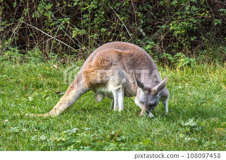 Red kangaroo, Macropus rufus in a german park Red kangaroo, Macropus rufus in a german park 108097458