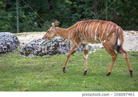 Nyala Antelope - Tragelaphus angasii. Wild life animal. 108097461