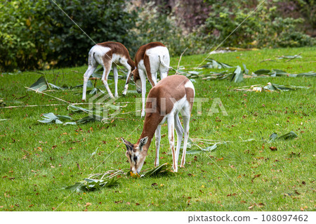 Dama gazelle, Gazella dama mhorr or mhorr gazelle is a species of gazelle 108097462