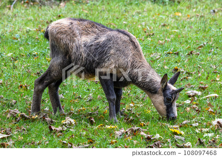 Apennine chamois, Rupicapra pyrenaica ornata, is living in Italy and Spain Apennine chamois, Rupicapra pyrenaica ornata, is living in Italy and Spain 108097468
