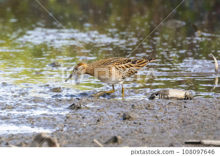 一隻鵪鶉在蓮藕田尋找食物 108097646