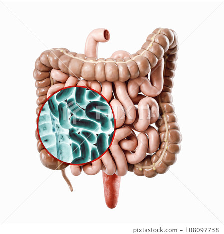 3d illustration of human intestine 3d illustration of human intestine 108097738