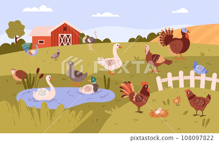 Poultry farm with free range birds in field. 108097822