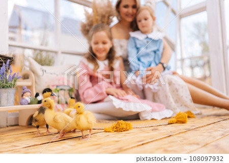 Selective focus of cute little little yellow ducklings playing walking on background of happy young mom and two cheerful daughters in dress sitting hugging, in summer gazebo house on sunny day. Selective focus of cute little little yellow ducklings playing walking on background of happy young mom and two cheerful daughters in dress sitting hugging, in summer gazebo house on sunny day. 108097932