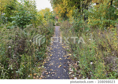 grass and trees along the path in autumn grass and trees along the path in autumn 108098023