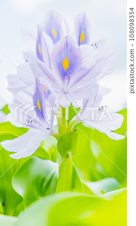 水葫蘆花 水葫蘆花 108098354
