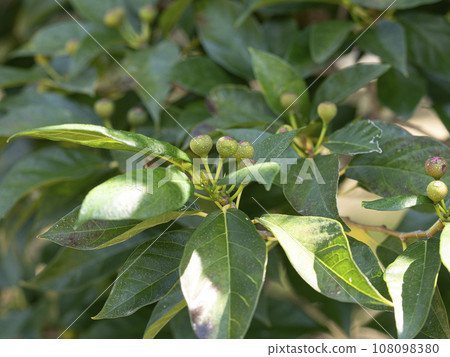 枇杷果實特寫 枇杷果實特寫 108098380