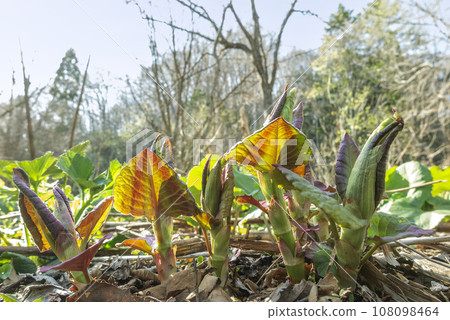 日本青年板取,瀨棚町 日本青年板取,瀨棚町 108098464
