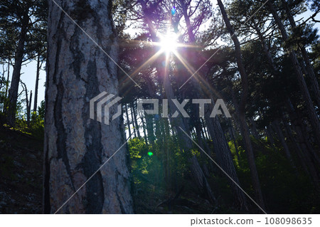 Forest of fresh green deciduous trees with the sun casting its warm rays through the foliage Forest of fresh green deciduous trees with the sun casting its warm rays through the foliage 108098635
