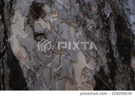 Bark on a tree. Old tree. close-up of bark. macro photography. background or backdrop Bark on a tree. Old tree. close-up of bark. macro photography. background or backdrop 108098636