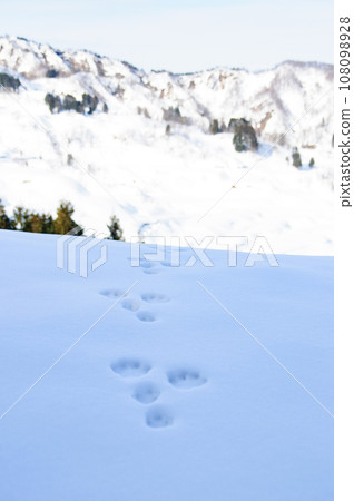 Animal footprints on snow 108098928