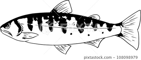 Sumi-e Japanese style illustration of rainbow trout 108098979