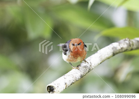 Kurenai 吸蜜鳥的前臉 Kurenai 吸蜜鳥的前臉 108099096