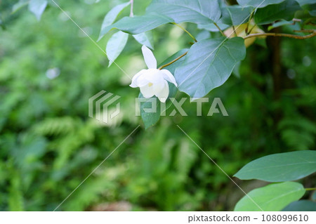 Flowers of Ooyama mortuary 108099610