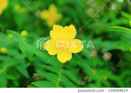 Quincebai花 Quincebai花 108099614